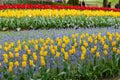 Beautiful colorful tulips in the garden. Netherlands Royalty Free Stock Photo