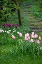 Beautiful colorful tulips in the gloomy misty morning of a rainy day. Old wooden stairs on the background.