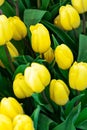 Beautiful and colorful tulips Royalty Free Stock Photo