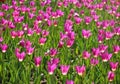 Beautiful colorful tulips. Spring. purple spring flowers