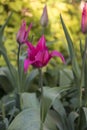 Beautiful colorful tulips. Tulip Whispering dream growing in spring garden. Pink lily shaped tulips