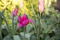 Beautiful colorful tulips. Tulip Whispering dream growing in spring garden. Pink lily shaped tulips