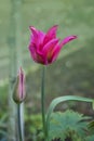 Beautiful colorful tulips. Tulip Whispering dream growing in spring garden. Pink lily shaped tulips