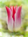 Pink lily shaped tulips Whispering dream blooming in garden