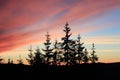 Beautiful colorful vanilla sky sunset over the pine trees Royalty Free Stock Photo