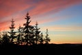 Beautiful colorful vanilla sky sunset over the pine trees Royalty Free Stock Photo