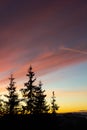 Beautiful colorful vanilla sky sunset over the pine trees Royalty Free Stock Photo