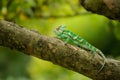 Beautiful colorful veiled chameleon on tree branch Royalty Free Stock Photo