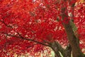 Beautiful colorful vibrant red and yellow Japanese Maple trees in Autumn Fall forest woodland landscape detail in English