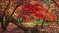 Beautiful colorful vibrant red and yellow Japanese Maple trees in Autumn Fall forest woodland landscape detail in English Royalty Free Stock Photo