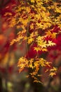 Beautiful colorful vibrant red and yellow Japanese Maple trees in Autumn Fall forest woodland landscape detail in English