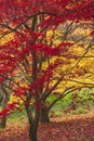 Beautiful colorful vibrant red and yellow Japanese Maple trees in Autumn Fall forest woodland landscape detail in English