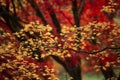 Beautiful colorful vibrant red and yellow Japanese Maple trees in Autumn Fall forest woodland landscape detail in English