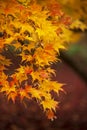 Beautiful colorful vibrant red and yellow Japanese Maple trees in Autumn Fall forest woodland landscape detail in English Royalty Free Stock Photo