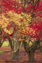 Beautiful colorful vibrant red and yellow Japanese Maple trees in Autumn Fall forest woodland landscape detail in English