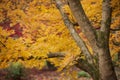 Beautiful colorful vibrant red and yellow Japanese Maple trees in Autumn Fall forest woodland landscape detail in English Royalty Free Stock Photo