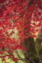 Beautiful colorful vibrant red and yellow Japanese Maple trees in Autumn Fall forest woodland landscape detail in English