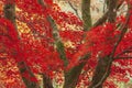 Beautiful colorful vibrant red and yellow Japanese Maple trees in Autumn Fall forest woodland landscape detail in English