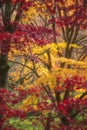 Beautiful colorful vibrant red and yellow Japanese Maple trees in Autumn Fall forest woodland landscape detail in English