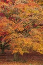 Beautiful colorful vibrant red and yellow Japanese Maple trees in Autumn Fall forest woodland landscape detail in English Royalty Free Stock Photo