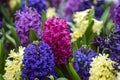 Beautiful colorful Vietnamese flowers Tien Ong adorn a flower bed in Danang, Vietnam, closeup