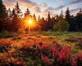 beautiful colorful view of a forest.