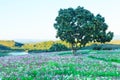 Beautiful and colorful view of natural summer cosmos wild flowers field in mountain lake landscape background. Cosmos bipinnatus Royalty Free Stock Photo