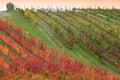 Beautiful colorful vineyards during the autumn season at sunset in the Chianti Classico region near Florence. Italy Royalty Free Stock Photo