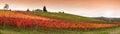 Beautiful colorful vineyards during the autumn season at sunset in the Chianti Classico region near Florence. Italy Royalty Free Stock Photo