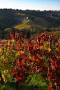 Beautiful colorful vineyards at sunset during the autumn season in the Chianti Classico area near Greve in Chianti Florence, Royalty Free Stock Photo