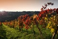 Beautiful colorful vineyards at sunset during the autumn season in the Chianti Classico area near Greve in Chianti Florence, Royalty Free Stock Photo