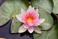 Beautiful colorful water lilly in my garden pond Royalty Free Stock Photo