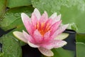 Beautiful colorful water lilly in my garden pond Royalty Free Stock Photo