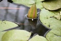 Beautiful colorful water lilly in my garden pond Royalty Free Stock Photo