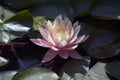 Beautiful colorful water lilly in my garden pond Royalty Free Stock Photo