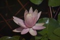 Beautiful colorful water lilly in my garden pond Royalty Free Stock Photo