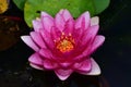 Beautiful colorful water lilly in my garden pond Royalty Free Stock Photo