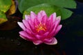 Beautiful colorful water lilly in my garden pond Royalty Free Stock Photo