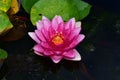 Beautiful colorful water lilly in my garden pond Royalty Free Stock Photo