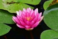 Beautiful colorful water lilly in my garden pond Royalty Free Stock Photo