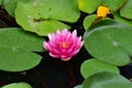Beautiful colorful water lilly in my garden pond Royalty Free Stock Photo