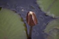 Beautiful colorful water lilly in my garden pond Royalty Free Stock Photo