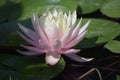 Beautiful colorful water lilly in my garden pond Royalty Free Stock Photo