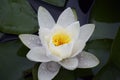 Beautiful colorful water lilly in my garden pond Royalty Free Stock Photo