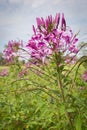 Beautiful colorful western tare in the garden