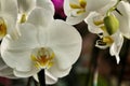 Phalenopsis Orchid plants in the garden in Spring Royalty Free Stock Photo