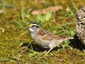 White-throated sparrow