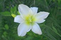 Beautiful colorful white yellow lily flower  with green leaves and buds in the garden Royalty Free Stock Photo