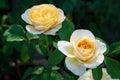 Beautiful colorful white yellow roses in spring in the garden. Rose of autumn bloom nature background
