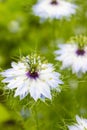 Beautiful colorful wild flowers growing in the meadow in sunny summer day Royalty Free Stock Photo